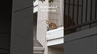 Neighborhood Cat Security  San Antonio Texas featuring The Police shorts [upl. by Aneej539]