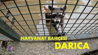 Darıca Hayvanat Bahçesi vlog [upl. by Ocirnor]