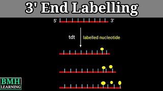 3 End Labelling  End Labelling Of DNA [upl. by Myrilla944]