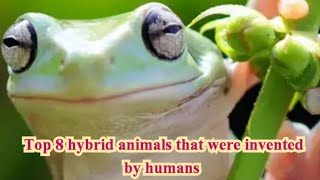 Top 8 hybrid animals created by humansamazing facts [upl. by Eed]