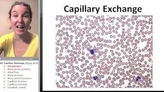 Capillary exchange 1 Introduction [upl. by Asile]