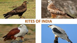 Kites of India 🇮🇳  Raptors  Indian Birds [upl. by Eudoca]