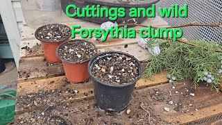 Yamadori forsythia potting and some cuttings [upl. by Haughay]