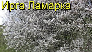 Ирга ламарка Краткий обзор описание характеристик где купить саженцы amelanchier lamarckii [upl. by Kendricks]