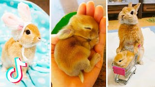 Cute Bunnies That Ive Found on Tik Tok  BUNNY COMPILATION 🐰 [upl. by Dyl]