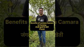 Lantana Camara  जंगली तुलसी naturalfarming [upl. by Hutchinson]