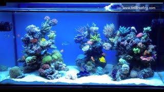 Schwings Reef Tank 500l 130gal 2 months  powered by ATI sunpower Vortech mp40W amp NYOS [upl. by Alysa903]