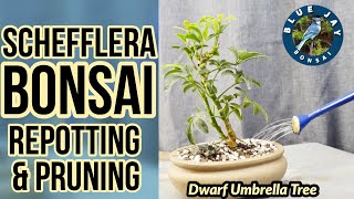 Schefflera Bonsai Repotting amp Pruning Dwarf Umbrella Tree Bonsai [upl. by Terej]