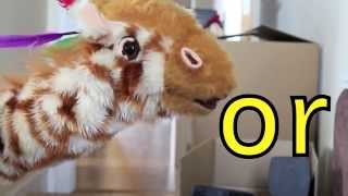 Geraldine the Giraffe learns or sound [upl. by Derick]