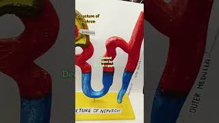 Structure of nephron nephron biologymodel shortsfeed shorts shortsyoutube shortsviral besttlm [upl. by Notpmah223]