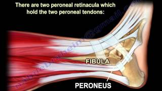 Anatomy Of The Peroneal Muscles In The Lower Leg  Everything You Need To Know  Dr Nabil Ebraheim [upl. by Notle]