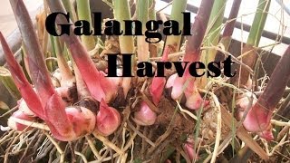 Galangal Harvest What a huge harvest it was [upl. by Aernda]