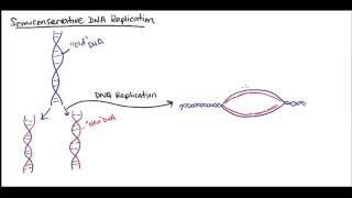 Semiconservative DNA replication [upl. by Yral]