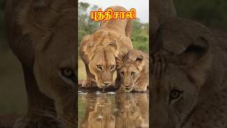 புத்திசாலி  tamil tamilshortstory kuttikathai shortvideo shortstory short [upl. by Jaban]