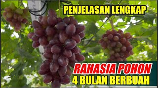 RAHASIA POHON 4 BULAN BERBUAH [upl. by Kylah]