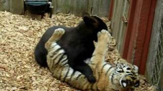 Tiger and Bear battle [upl. by Kalina]