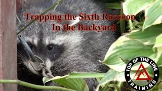 Trapping the Sixth Raccoon In the Backyard [upl. by Tocs]