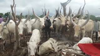 DinkaJieng Dowry Dinka cows [upl. by Renell]