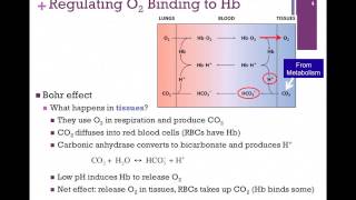 028Bohr Effect amp Regulation of O2 Binding to Hb [upl. by Alludba]