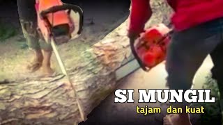 MEMOTONG KAYU MAHONI DENGAN STIHL MINI CHAINSAW [upl. by Casabonne]