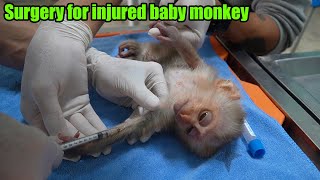 Take the injured baby monkey to the vet hospital for treatment after the rescue [upl. by Nancey10]