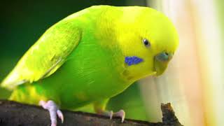 2 Hour of Happy budgie sounds [upl. by Corneille391]