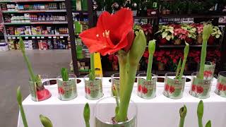 Amaryllis care and reblooming  Donna Joshi [upl. by Dorwin]