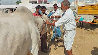 దేవరకద్ర సంతలో వ్యాపారస్తుడు రైతు దగ్గర ఎద్దులను ఎంత రేటు పెట్టి కొన్నాడో చూడండి  Bull market [upl. by Ginnie]