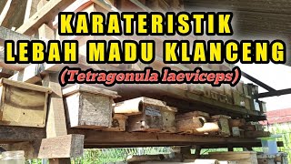 CIRI DAN KARAKTERISTIK LEBAH MADU KLANCENG Tetragonula laeviceps PART 2 [upl. by Curkell]