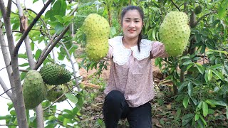 Pick soursop fruit for my recipes  Crispy soursop and soursop juice recipes  Cooking with Sreypov [upl. by Leibman604]