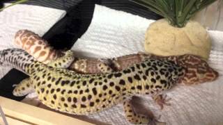 Leopard Geckos Mating [upl. by Alethea]