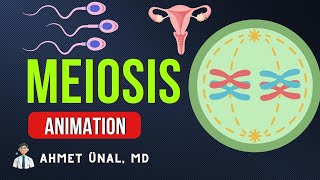 🎬 MEIOSIS ANIMATION  PHASES CELL DIVISION  MEDICAL GENETICS CELL BIOLOGY [upl. by Bradway]