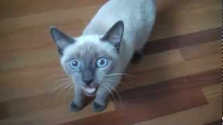 Noisy Blue Point Siamese Cat quotAikoquot [upl. by Gridley]