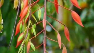 Deep pink Pride of Burma Amherstia nobilis flowers red and yellow seed pods [upl. by Hali121]