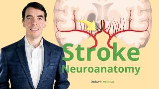 The Neuroanatomy of a Stroke Stroke Syndromes and Location Identification [upl. by Carey98]