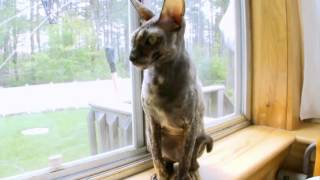 Cats 101 Cornish Rex [upl. by Courtund]