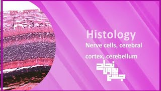 L1 part2  Neuroglial cells peripheral nerves cerebral cortex and cerebellum Histo [upl. by Ettenrahs]