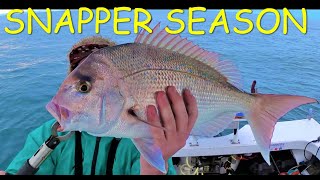 SNAPPER FISHING ON SOFT PLASTICS IN MORETON BAY CURTIN ARTIFICIAL REEF [upl. by Enel]