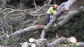 STIHL MS390 one of the best chainsaws Running a chainsaw WFO [upl. by Justus814]