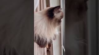 Discover the Secret Behind the Mysterious Himalayan Cat 🐱 shorts cat [upl. by Ledeen]