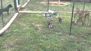 Retta Pups See Their 1st Rabbits  8Weeks Old [upl. by Eseryt]