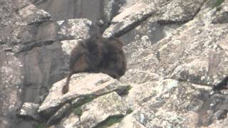 baboon at mount Abune Yousef [upl. by Toshiko489]