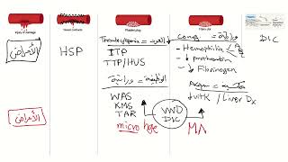 Coagulation Disorders Part 1 [upl. by Collimore]