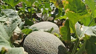 Farmers in Chinas Xinjiang see bumper harvest of Hami melons [upl. by Swartz]