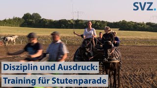 Ausdruck und Disziplin Training für Stutenparade auf Gestüt Ganschow [upl. by Lavona]