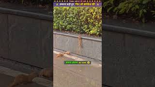 सफल नही हुए फिर भी कोशिश की 🙏 animal animals animallover animalrescue mongoose [upl. by Eidnalem]