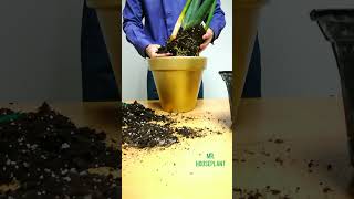 Snake Plant Cylindrica REPOTTING [upl. by Zerlina]