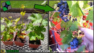 How many years does it take for a grapevine to produce fruit  Container Vineyard [upl. by Florenza467]