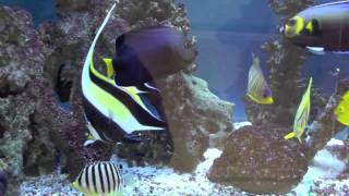 Marine Angelfish Tank 2011 [upl. by Brunell]