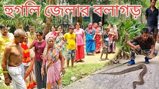 বুড়ো রাসেলের আক্রমণ দেখলো হুগলি জেলার বলাগড় বাসী  Russell Viper Snake Attack 🐍 [upl. by Franzen]